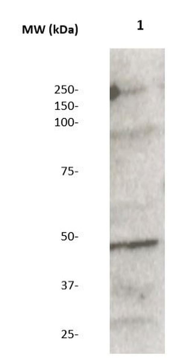 Mek2 Antibody in Western Blot (WB)
