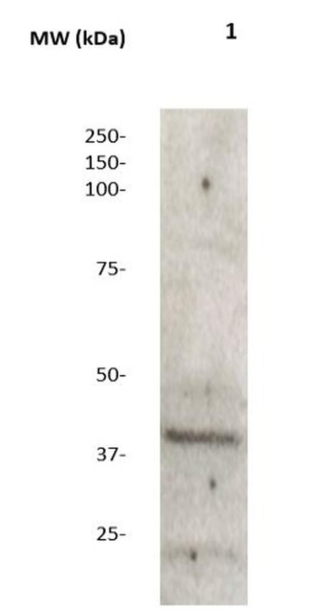 Mek6 Antibody in Western Blot (WB)