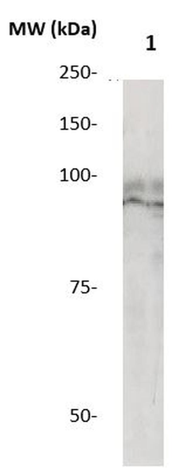 STAT5b Antibody in Western Blot (WB)