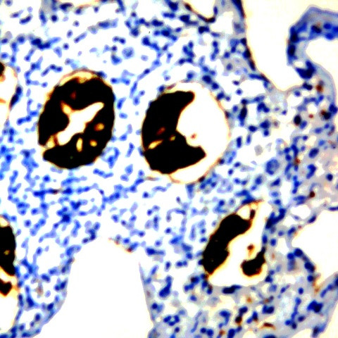 Claudin 11 Antibody in Immunohistochemistry (Paraffin) (IHC (P))