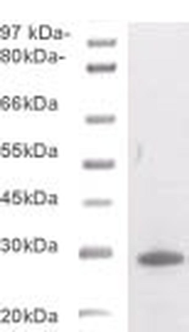 Phospho-BCL-2 (Thr129) Antibody in Western Blot (WB)