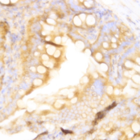 Caspase 12 Antibody in Immunohistochemistry (Paraffin) (IHC (P))