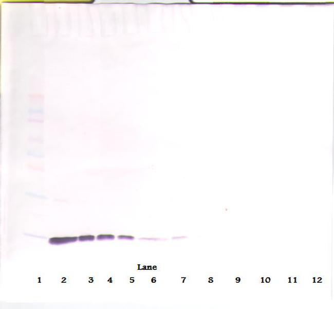IL-2 Antibody in Western Blot (WB)