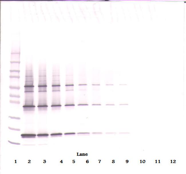 TRAIL (soluble) Antibody in Western Blot (WB)