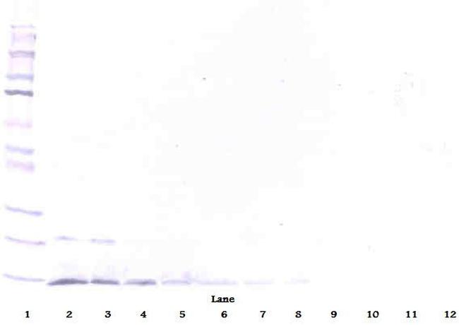 Neurturin Antibody in Western Blot (WB)