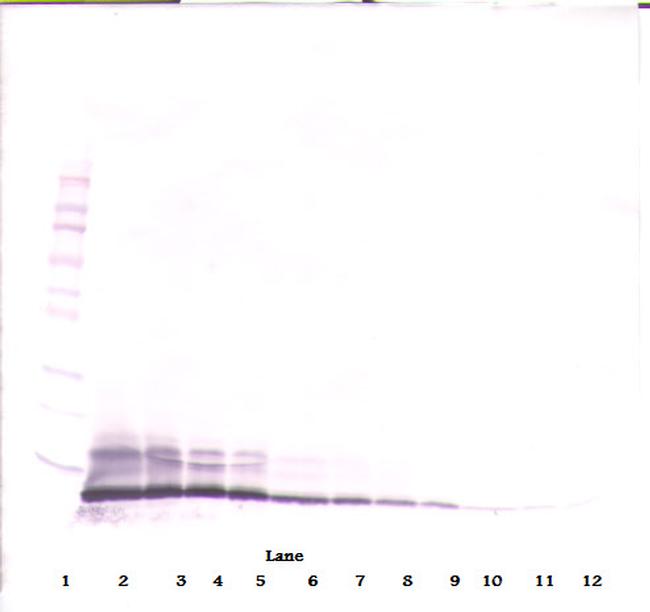 CCL14 Antibody in Western Blot (WB)