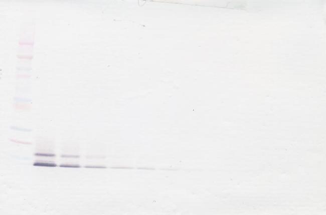 CCL14 Antibody in Western Blot (WB)