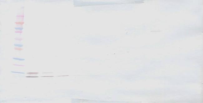 IGF1 Antibody in Western Blot (WB)