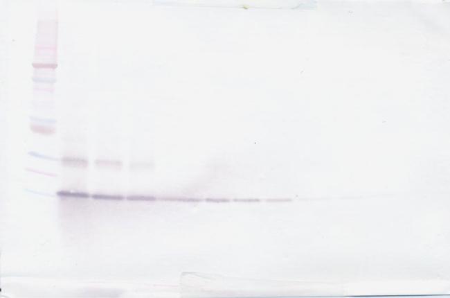 CCL21 Antibody in Western Blot (WB)