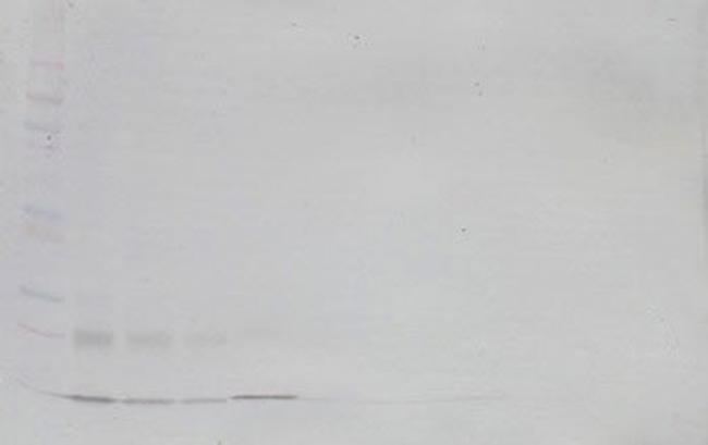 CCL23 Antibody in Western Blot (WB)