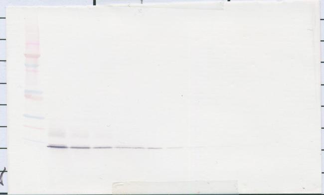 PSPN Antibody in Western Blot (WB)