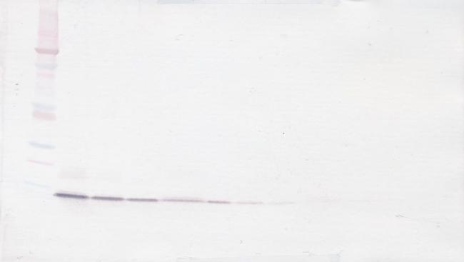 PSPN Antibody in Western Blot (WB)