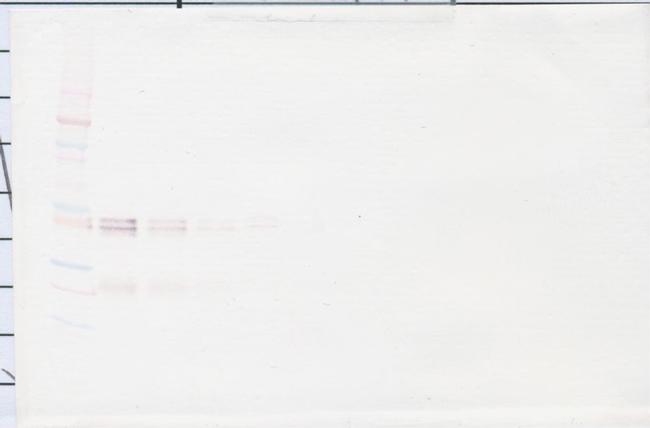 IL-12 p70 Antibody in Western Blot (WB)