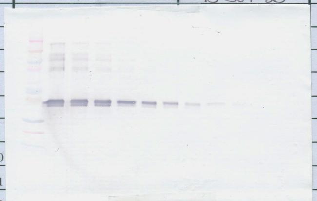CLEC11A Antibody in Western Blot (WB)