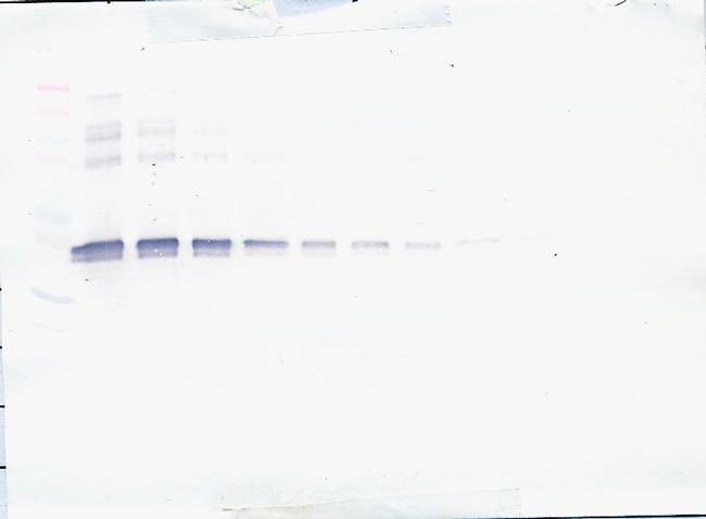 CLEC11A Antibody in Western Blot (WB)