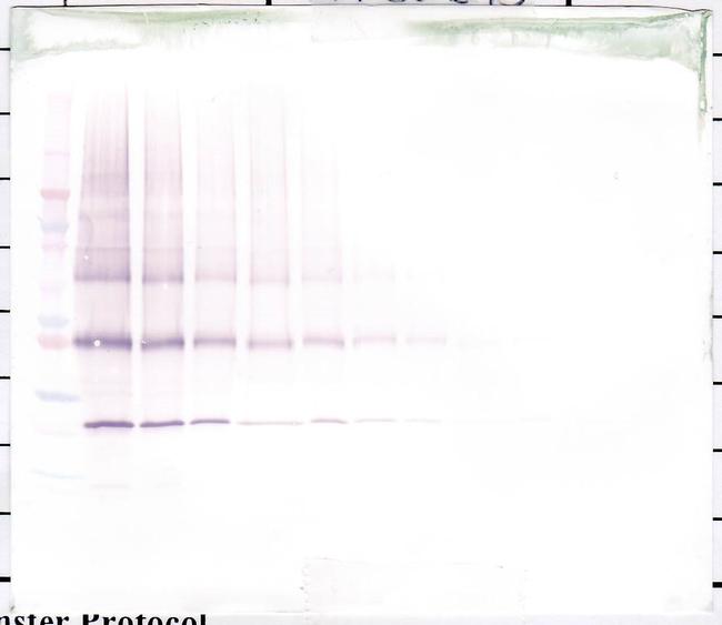 NNT1 Antibody in Western Blot (WB)