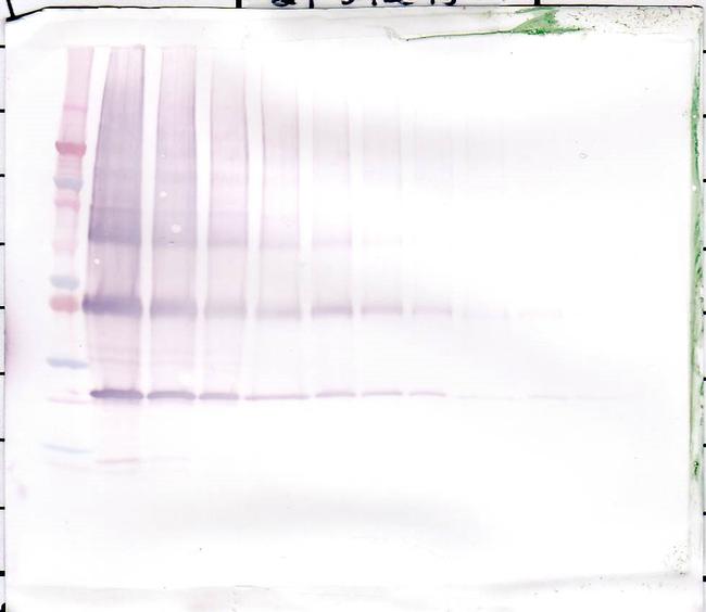 NNT1 Antibody in Western Blot (WB)