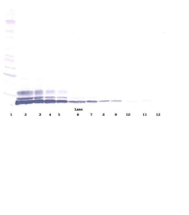 CCL3L1 Antibody in Western Blot (WB)