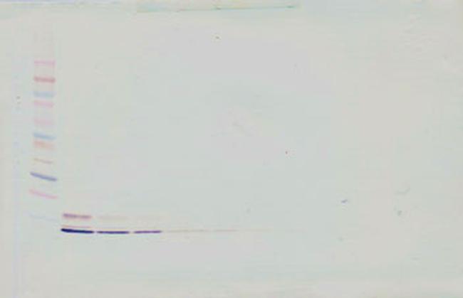 CCL3L1 Antibody in Western Blot (WB)