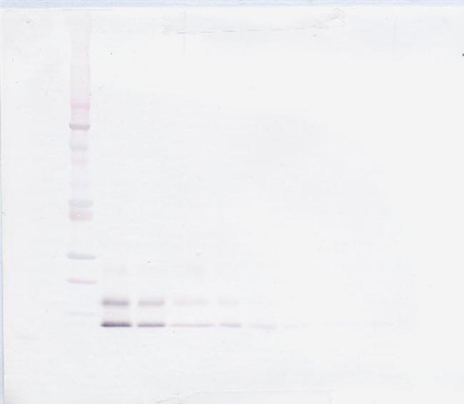 RELM beta Antibody in Western Blot (WB)