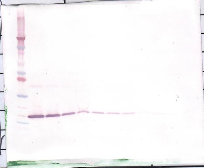 IL-1 beta Antibody in Western Blot (WB)