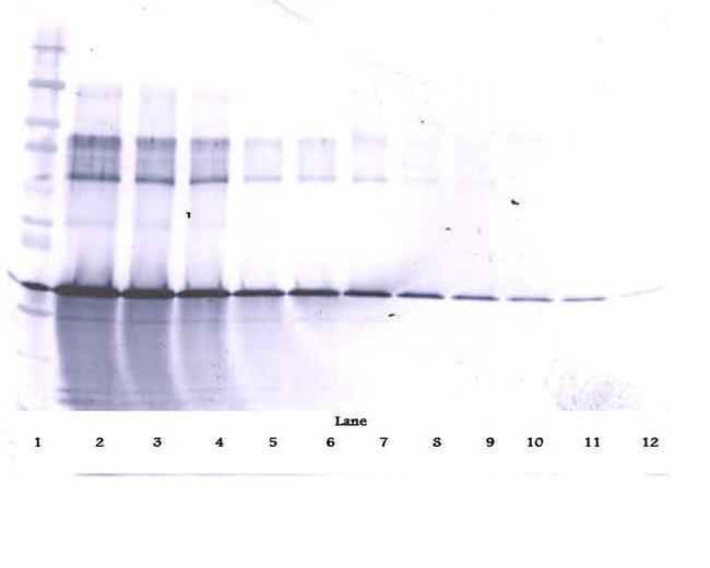 IGFBP3 Antibody in Western Blot (WB)
