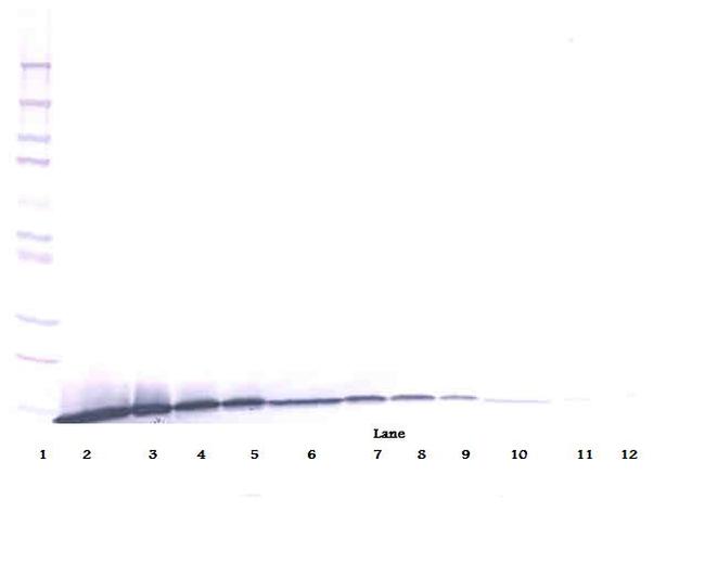 Artemin Antibody in Western Blot (WB)
