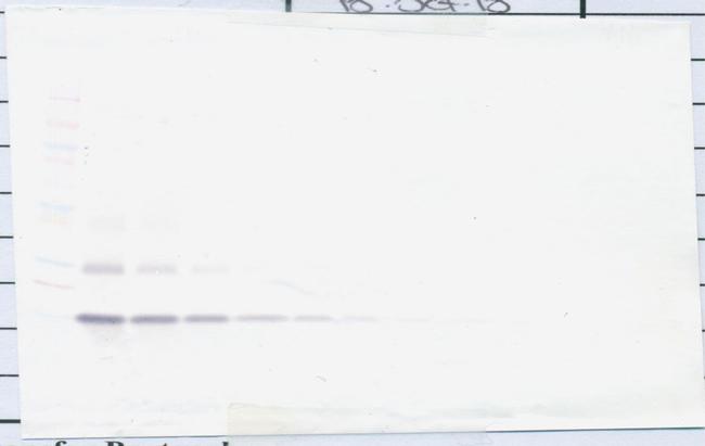 TSLP Antibody in Western Blot (WB)