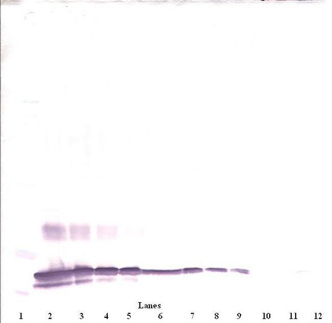 C19orf10 Antibody in Western Blot (WB)