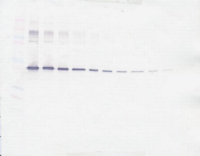 PEDF Antibody in Western Blot (WB)