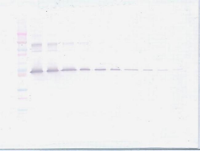 PEDF Antibody in Western Blot (WB)