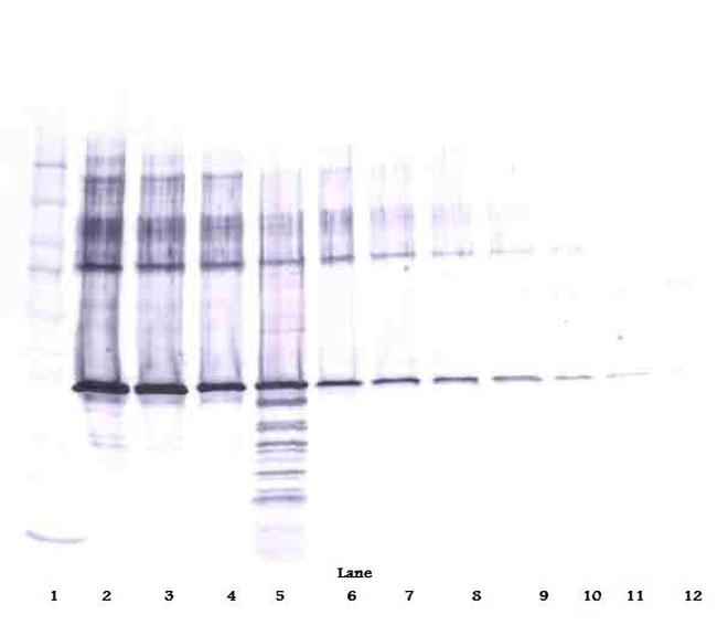Maspin Antibody in Western Blot (WB)