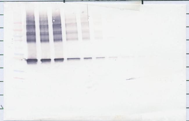Maspin Antibody in Western Blot (WB)