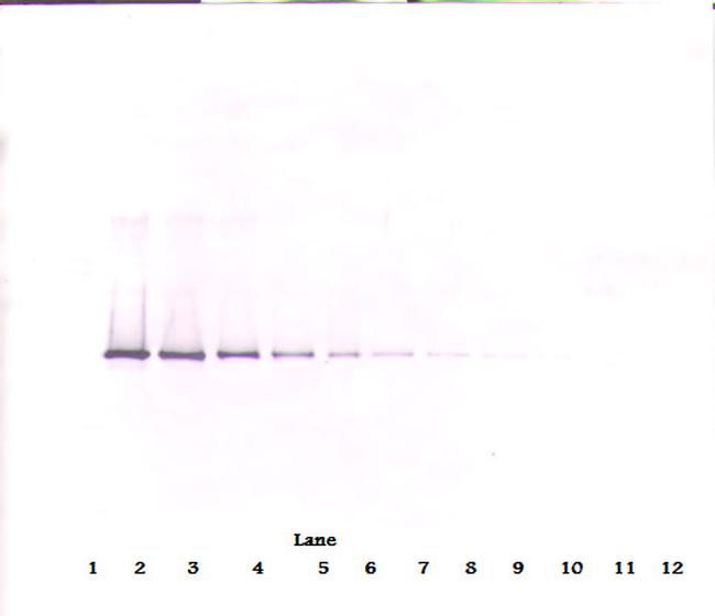 Neuroserpin Antibody in Western Blot (WB)