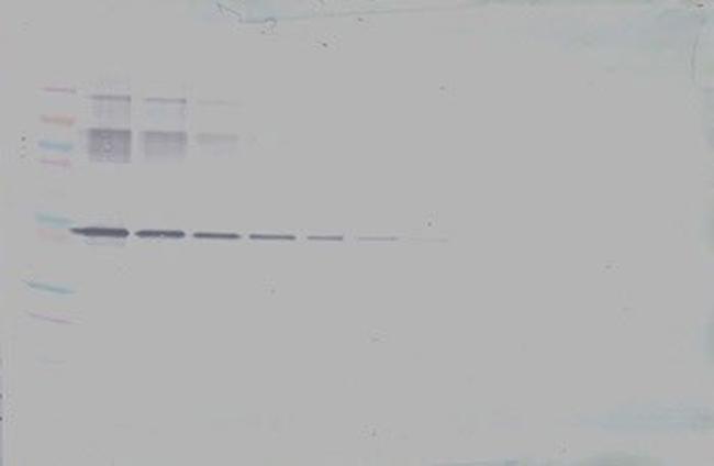 Neuroserpin Antibody in Western Blot (WB)