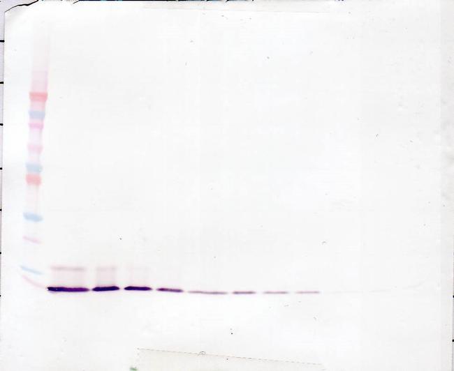 IL-8 (CXCL8) Antibody in Western Blot (WB)