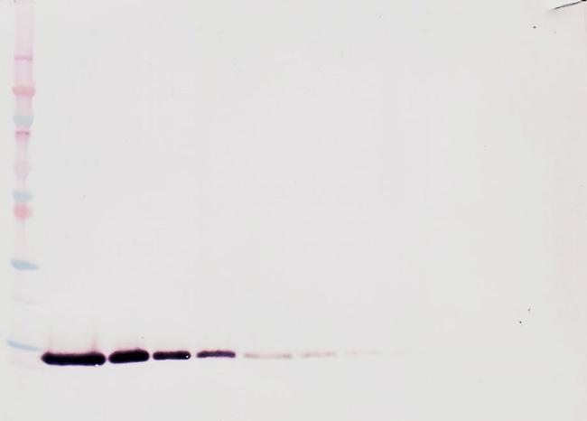 TFF2 Antibody in Western Blot (WB)