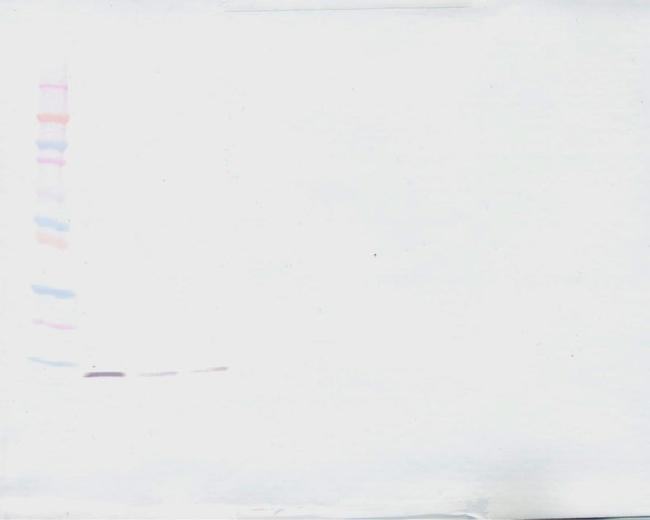 TGF beta-3 Antibody in Western Blot (WB)