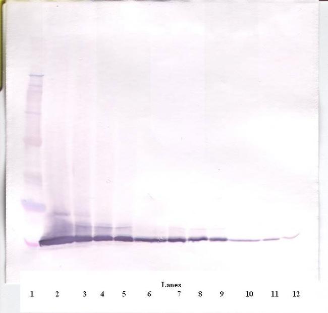 Eotaxin Antibody in Western Blot (WB)