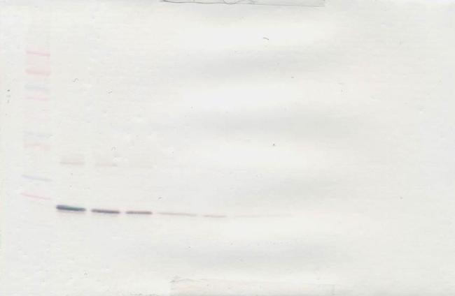 G-CSF Antibody in Western Blot (WB)
