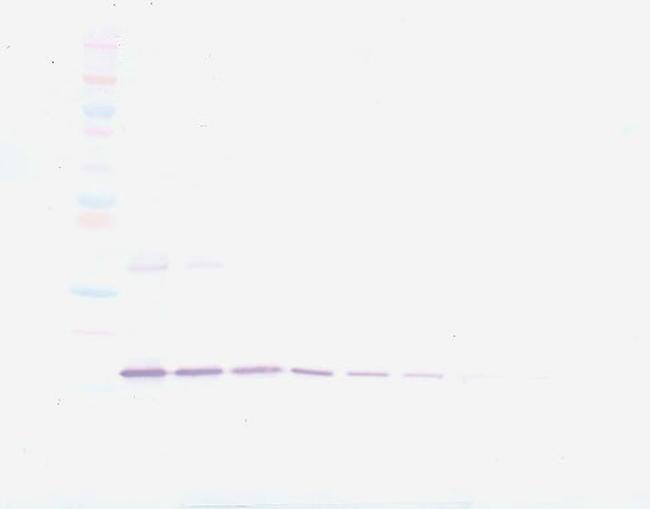 TNF alpha Antibody in Western Blot (WB)