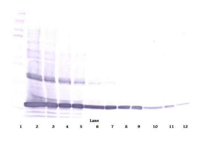 TNF alpha Antibody in Western Blot (WB)