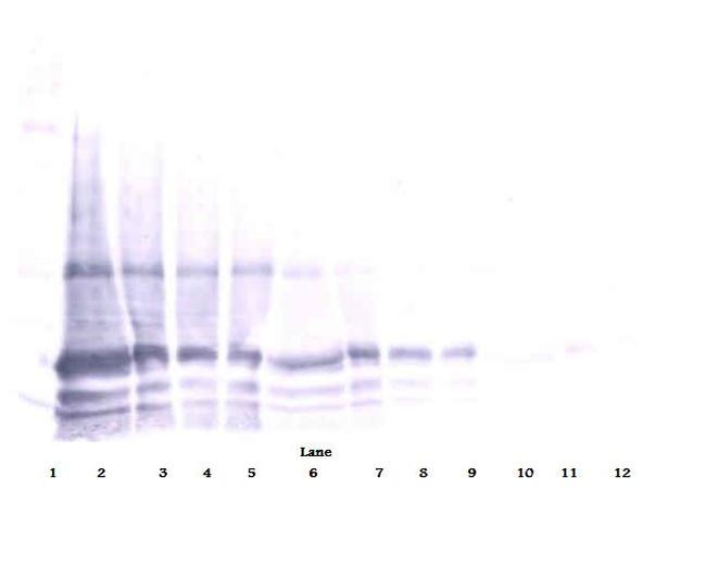 IL-6 Antibody in Western Blot (WB)