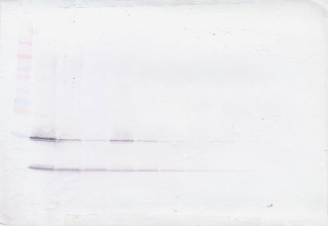 GDNF Antibody in Western Blot (WB)