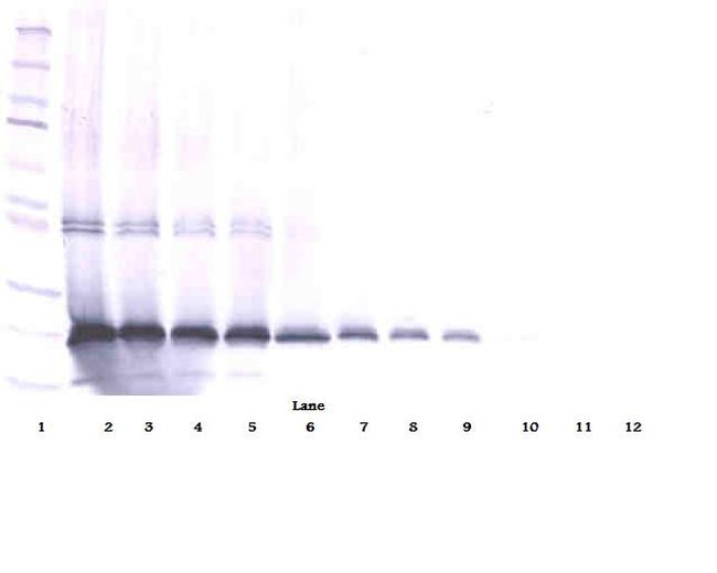 IL17D Antibody in Western Blot (WB)