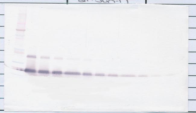 IL17D Antibody in Western Blot (WB)