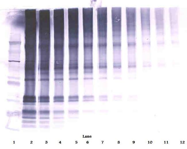 CLEC11A Antibody in Western Blot (WB)