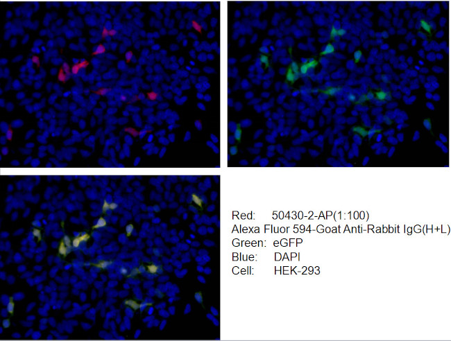 GFP tag Antibody in Immunocytochemistry (ICC/IF)