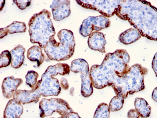 PAPP-A/Pappalysin-1 Antibody in Immunohistochemistry (Paraffin) (IHC (P))