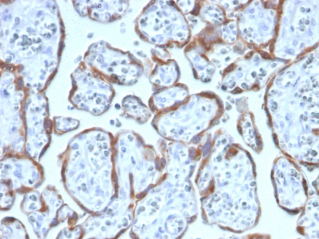 PAPP-A/Pappalysin-1 (Marker of Atherosclerosis and Aneuploid Fetus) Antibody in Immunohistochemistry (Paraffin) (IHC (P))